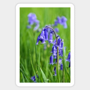 Bluebells Sticker